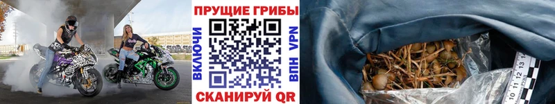 Псилоцибиновые грибы мицелий Волгореченск